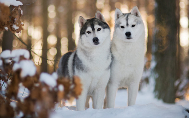 Husky dogs snow forest bokeh free wallpaper for desktop - medium preview image