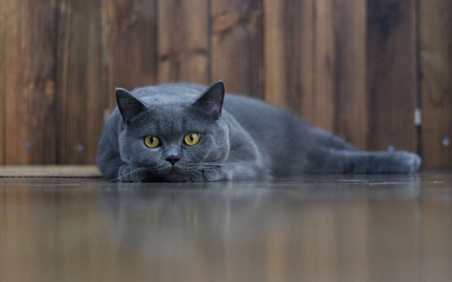 Gray cat wooden fence yellow free wallpaper for desktop - medium preview image