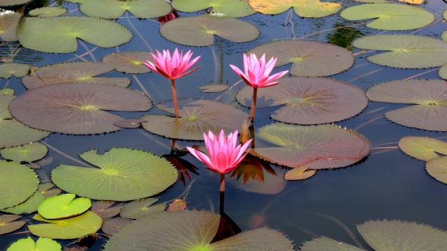 Pink water lilies pond leaves #2 free wallpaper for desktop - medium preview image