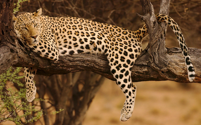 Leopard tree branch wildlife puzzle free wallpaper for desktop - medium preview image