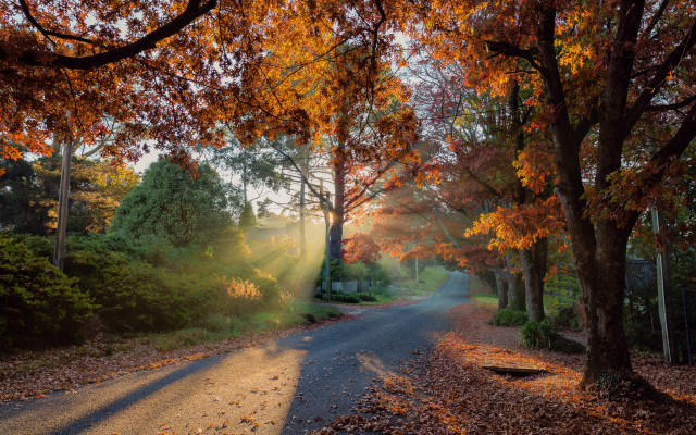 Autumn leaves road light forest free wallpaper for desktop - medium preview image