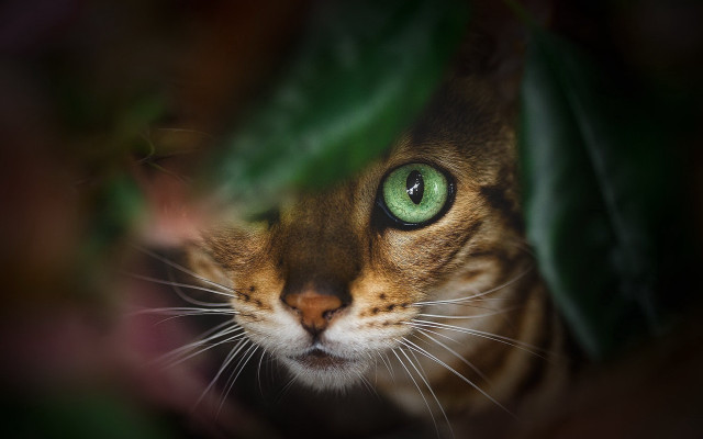 Green eyes cat behind leaf free wallpaper for desktop - medium preview image