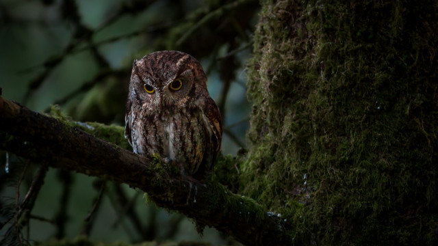Brown owl moss branch night free wallpaper for desktop - medium preview image