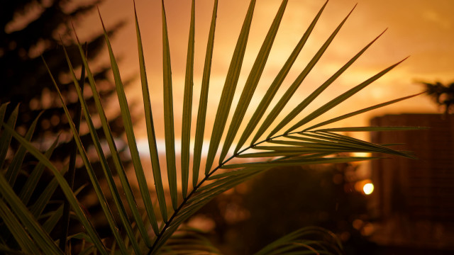 Palm tree sunset building background free wallpaper for desktop - medium preview image