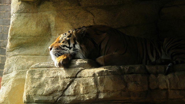 Tiger laying rock wall zoo free wallpaper for desktop - medium preview image