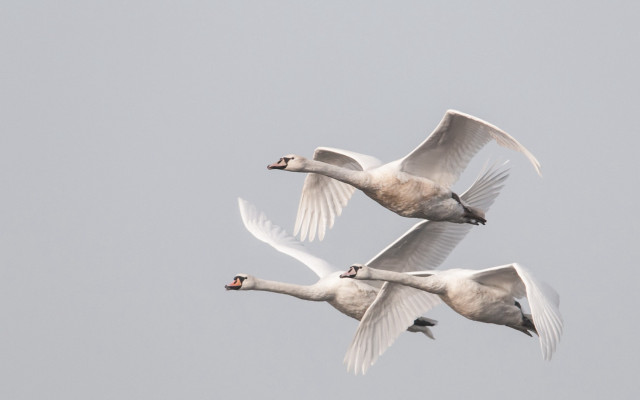 White birds flying sky symmetric free wallpaper for desktop - medium preview image
