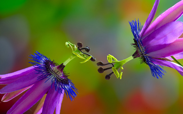 Purple flower bug macro art free wallpaper for desktop - medium preview image