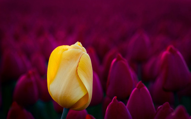 Yellow tulip purple field sunlight free wallpaper for desktop - medium preview image