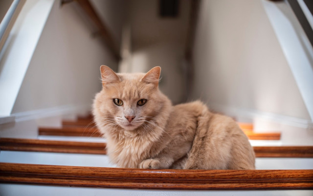 Cat staircase serious eyes renaissance free wallpaper for desktop - medium preview image