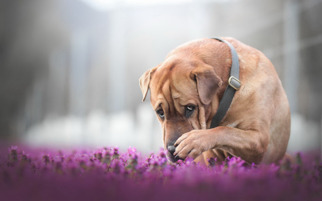 Dog sniffing purple flower foggy #2 free wallpaper for desktop - medium preview image