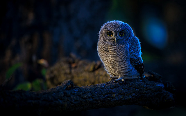 Small owl night glowing eyes free wallpaper for desktop - medium preview image