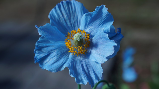 Blue flower yellow stamen macro free wallpaper for desktop - medium preview image