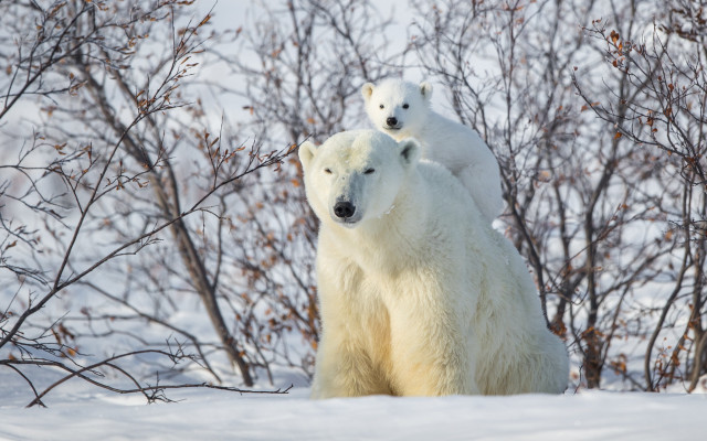 Polar bears snow ecological art free wallpaper for desktop - medium preview image