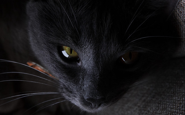 Black cat yellow eyes serious #9 free wallpaper for desktop - medium preview image