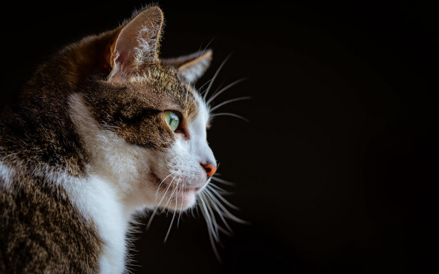 Cat green eyes white stripe free wallpaper for desktop - medium preview image