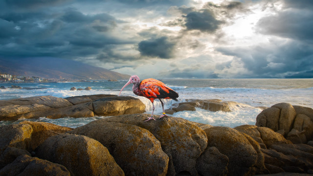 Flamingo rock ocean cloudy sky free wallpaper for desktop - medium preview image