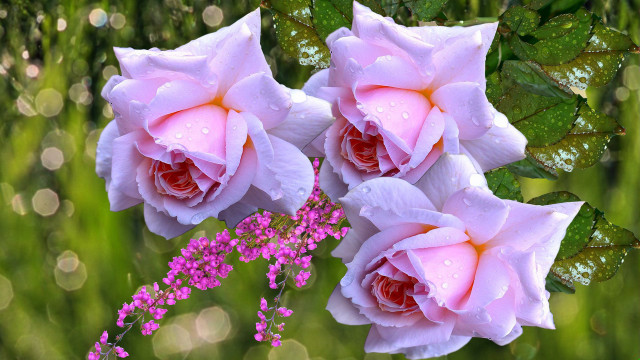 Pink roses blooming water droplets free wallpaper for desktop - medium preview image