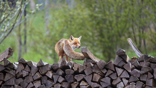 Fox woodland puzzle nature blurry free wallpaper for desktop - medium preview image