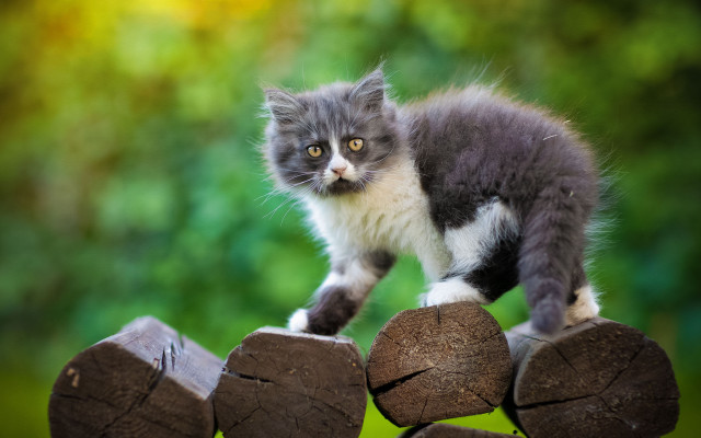 Cat serious wooden fence grass free wallpaper for desktop - medium preview image