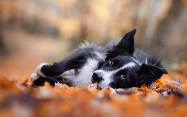 Dog forest leaves autumn blurry free wallpaper for desktop - medium preview image