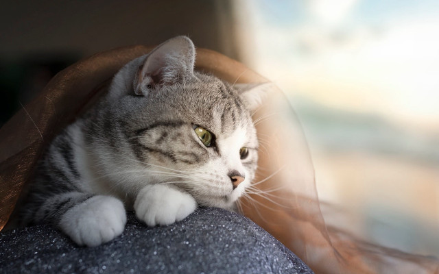 Cat chair blurry background soft free wallpaper for desktop - medium preview image