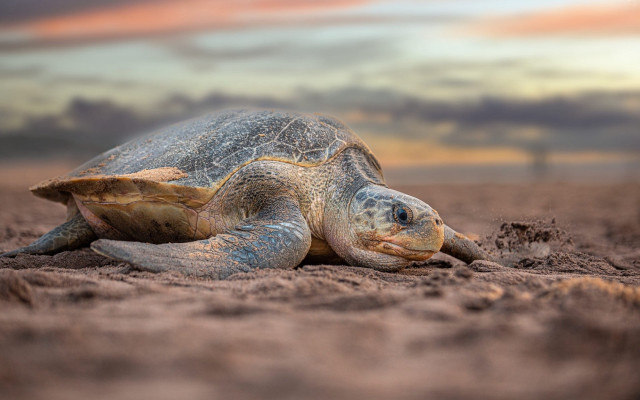 Turtle sand beach sunset cloudy free wallpaper for desktop - medium preview image
