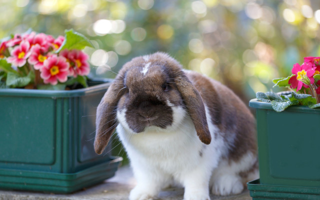Rabbit potted flowers bokeh beatrix free wallpaper for desktop - medium preview image
