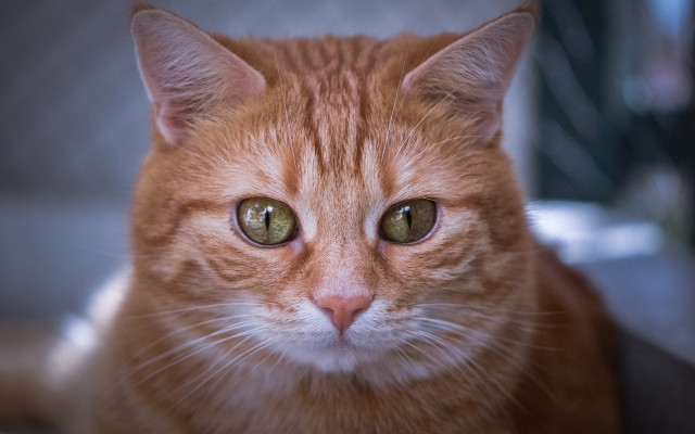 Cat green eyes portrait shallow free wallpaper for desktop - medium preview image