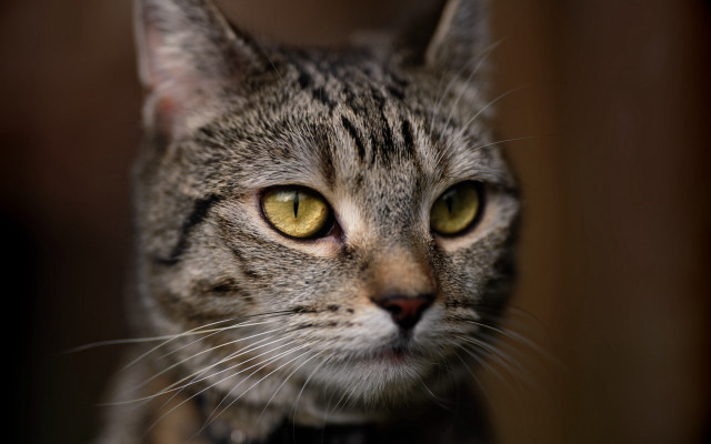 Black cat yellow eyes shallow #2 free wallpaper for desktop - medium preview image