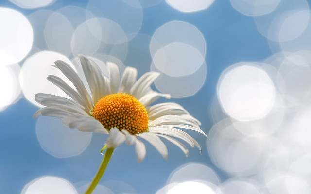 Daisy blue sky bokeh moon free wallpaper for desktop - medium preview image