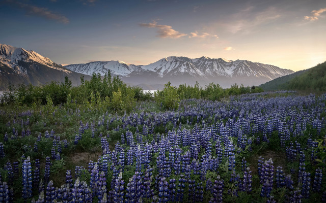 Flower field mountains sunset clouds #2 free wallpaper for desktop - medium preview image