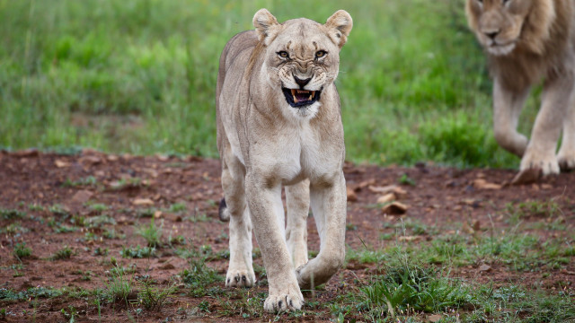 Lion lioness walking field bush free wallpaper for desktop - medium preview image