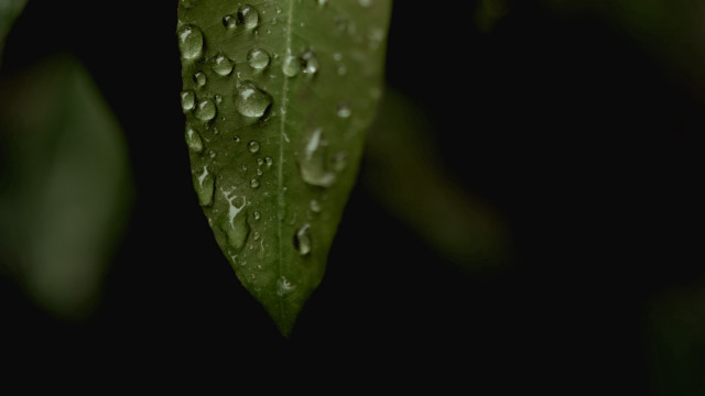Green leaf water droplets macro #43 free wallpaper for desktop - medium preview image