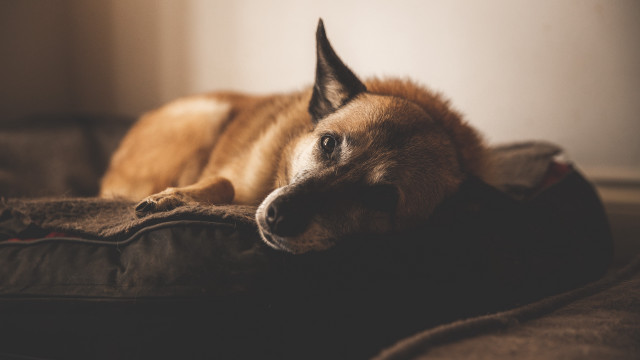 Dog pillow bed room light free wallpaper for desktop - medium preview image