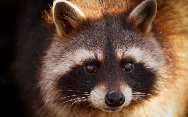 Raccoon blurry background photorealistic animal free wallpaper for desktop - medium preview image