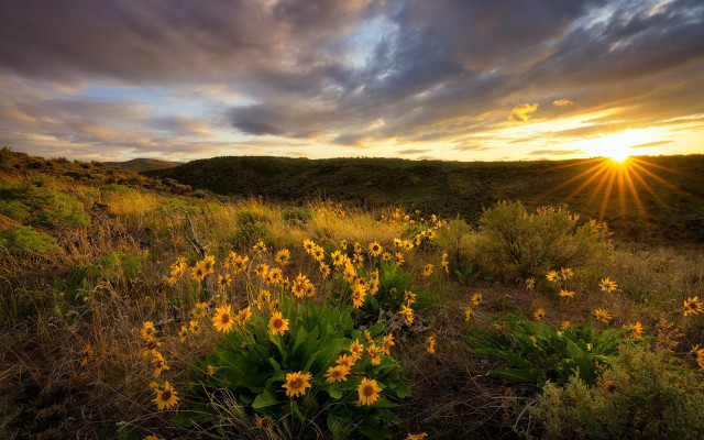 Yellow flowers sunset horizon grass free wallpaper for desktop - medium preview image