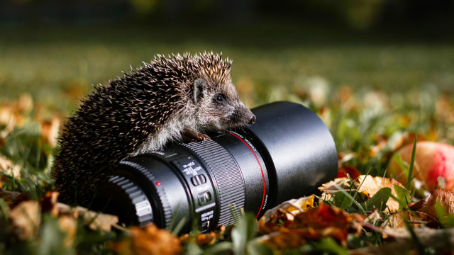 Hedgehog camera lens grass apples free wallpaper for desktop - medium preview image