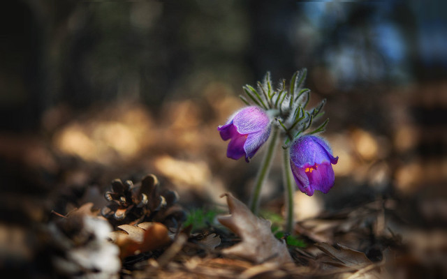 Purple flower woods pine cones free wallpaper for desktop - medium preview image
