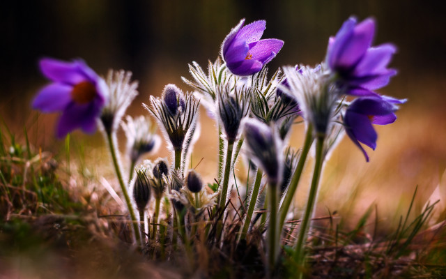 Purple flower field macro bokeh free wallpaper for desktop - medium preview image