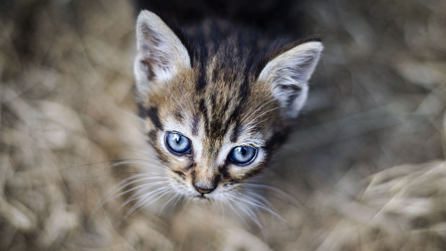 Small kitten blue eyes blurry #2 free wallpaper for desktop - medium preview image