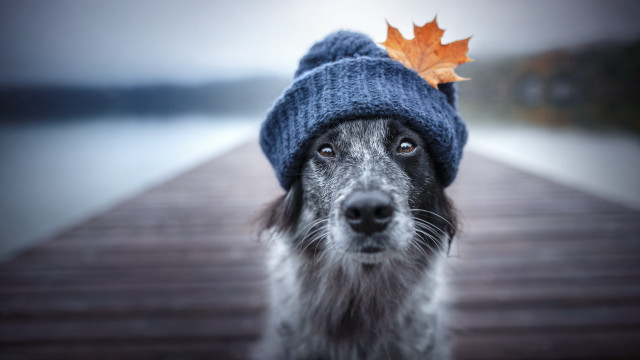 Dog hat leaf dock photorealistic free wallpaper for desktop - medium preview image