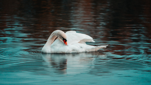White swan pond ripples red free wallpaper for desktop - medium preview image