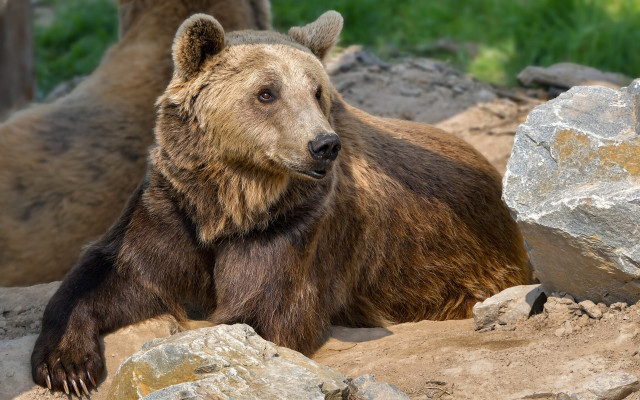 Brown bear rocks grass sunny free wallpaper for desktop - medium preview image