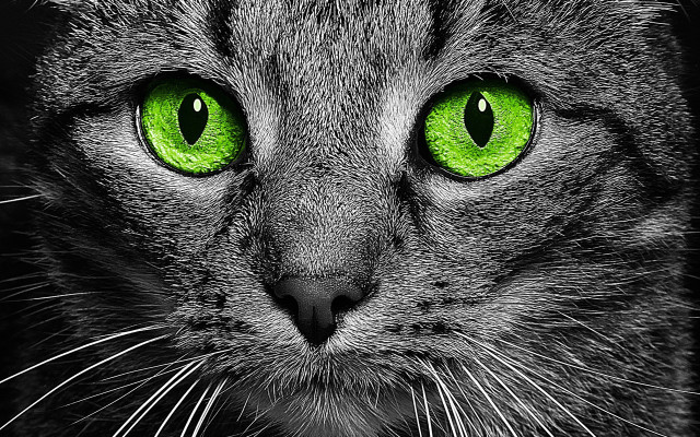 Cat green eyes black background #3 free wallpaper for desktop - medium preview image