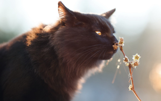 Cat flower macro moss aesthetic free wallpaper for desktop - medium preview image