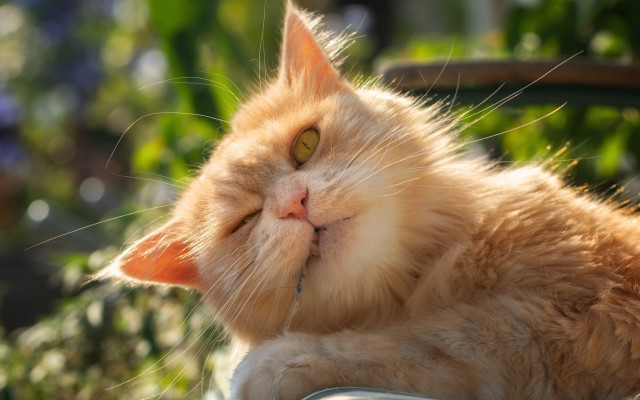 Cat sun chair closed eyes free wallpaper for desktop - medium preview image