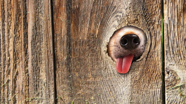 Dog fence tongue surrealism digital free wallpaper for desktop - medium preview image