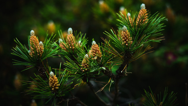 Pine cones closeup bokeh nature free wallpaper for desktop - medium preview image