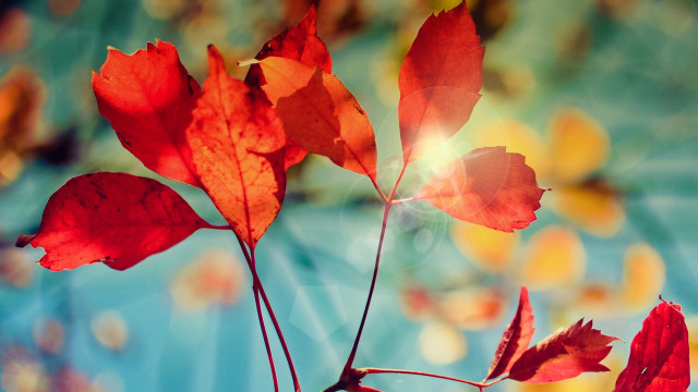 Branch leaves blue background autumn free wallpaper for desktop - medium preview image
