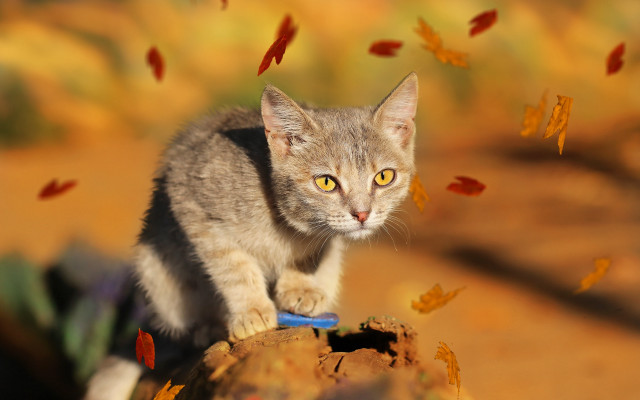 Cat rock blue mouthed leaves free wallpaper for desktop - medium preview image